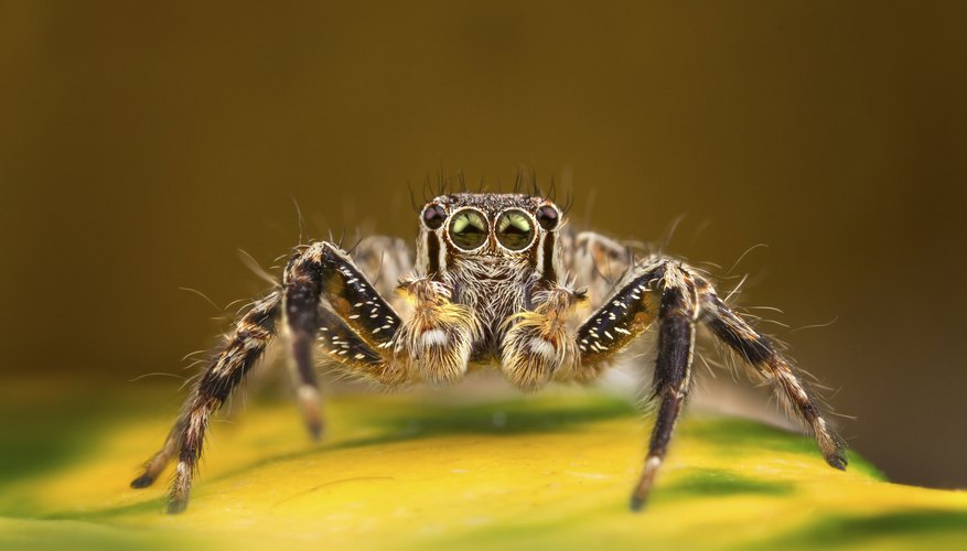 How to Identify Spiders With White Spots | Sciencing