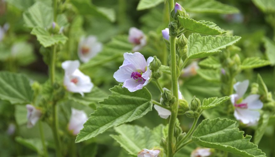 how-to-grow-a-marsh-mallow-plant-garden-guides