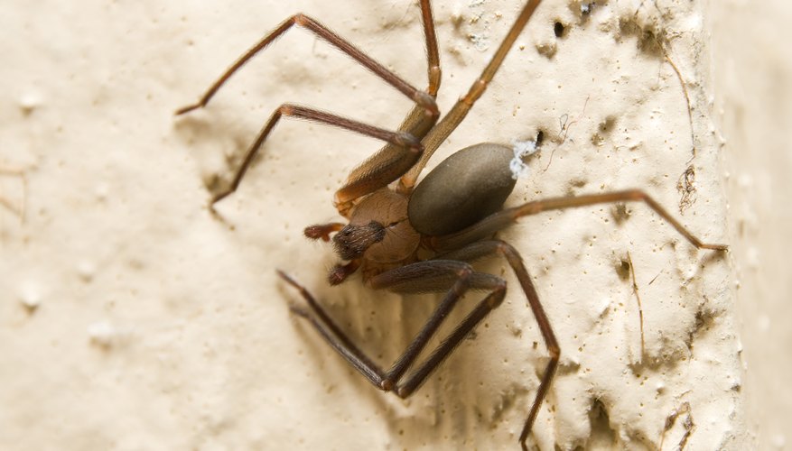 Photo Credit: Clint Spencer/iStock/Getty Images If bitten by a brown recluse seek medical attention.
