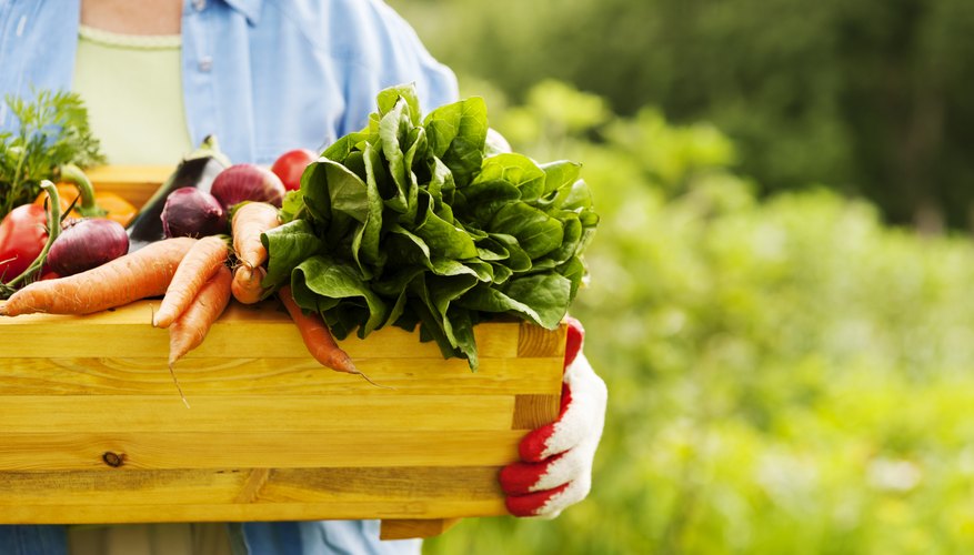 Gardener holding a crate of fresh vegetables Gardener holding a crate of fresh vegetables