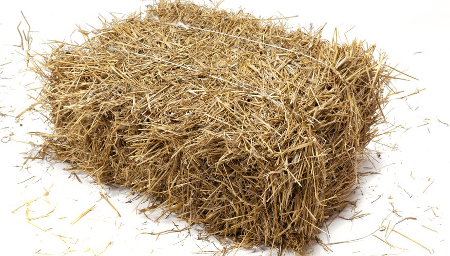 Iniciar un negocio agrícola de heno puede ser beneficioso en una variedad de maneras.