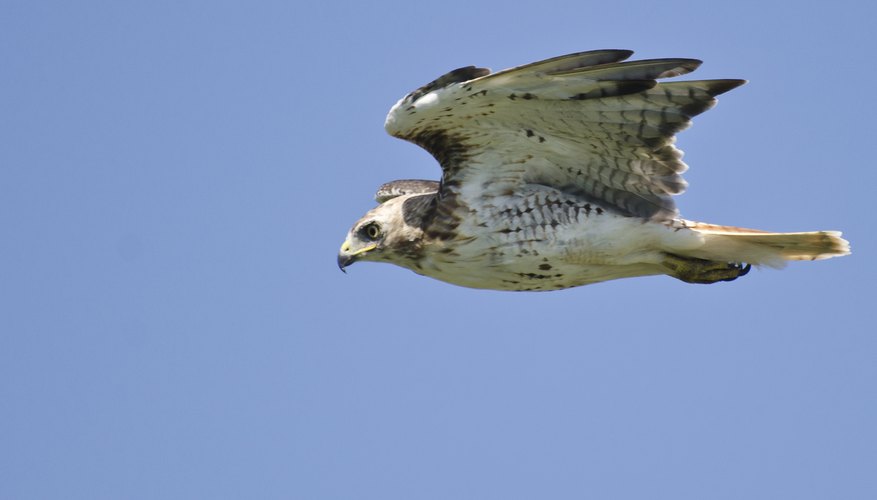 Photo Credit: RCKeller/iStock/Getty Images Visual clues distinguish hawks from other soaring birds.