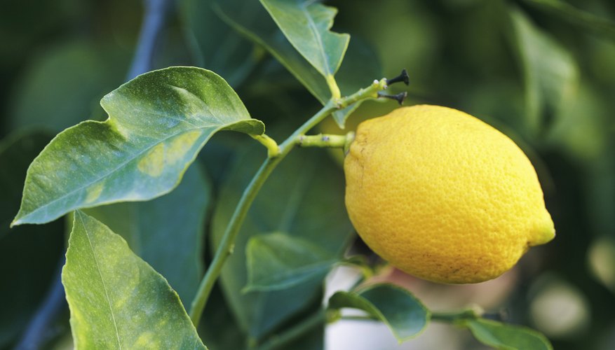 Animals That Eat Lemons or Lemon Tree Leaves | Garden Guides