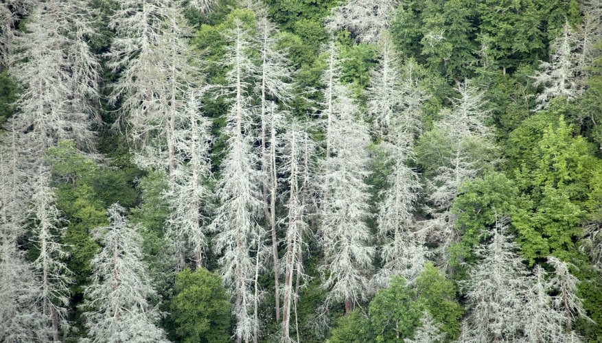 Photo Credit: David Stephenson/iStock/Getty Images Many non-native diseases and pests have infiltrated temperate forests in the U.S.