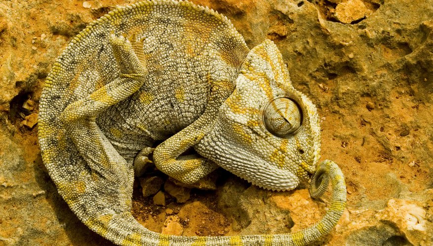 The Adaptations of Chameleons | Sciencing