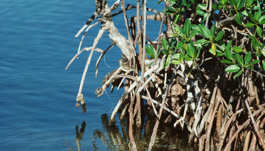Photo Credit: Photos.com/Photos.com/Getty Images Decomposers release nutrients crucial to maintaining mangrove productivity.