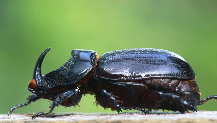 El escarabajo rinoceronte es un insecto muy complejo.