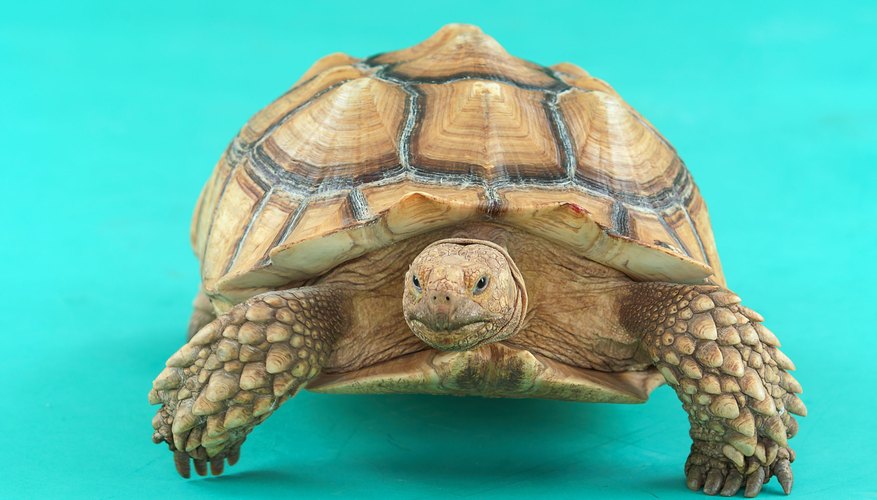 El comportamiento tortuga de tierra puede sorprenderte.