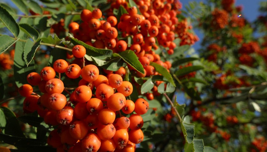 How to Identify Wild Cherry Trees | Sciencing