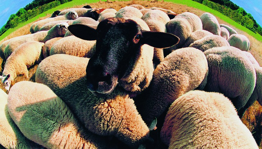 Sheep Shearing Tools