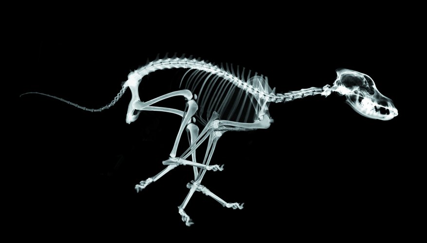 Differences Between a Cat, Dog, & Human Skeleton | Sciencing