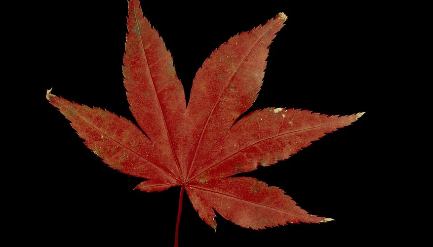 big leaf maple facts