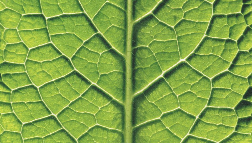 how-does-photosynthesis-work-in-plants-sciencing