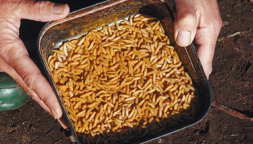 How to Breed Maggots for Fishing