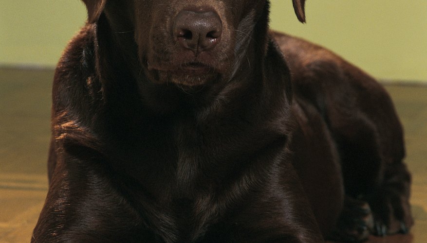 Photo Credit: Comstock/Comstock/Getty Images Even the best-behaved dog can kill a goat.