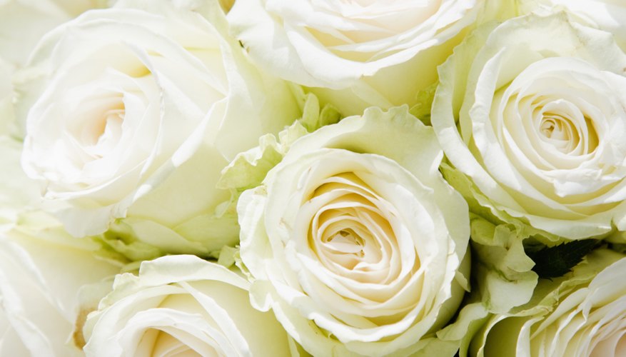 Todas las plantas con flores son angiospermas.