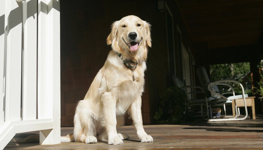 A Golden Retriever sits on the front porch. A Golden Retriever sits on the front porch.