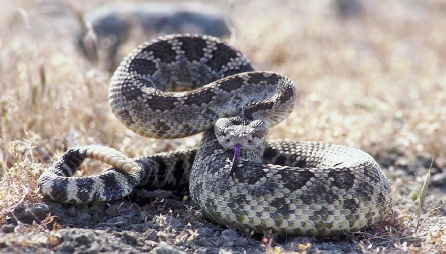 Photo Credit: NA/AbleStock.com/Getty Images Western diamondbacks live in the rocky terrain of northwest Arizona.