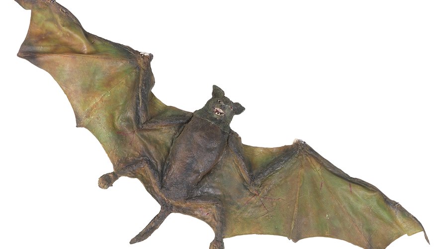 Los murciélagos son un buen ejemplo de los animales nocturnos.