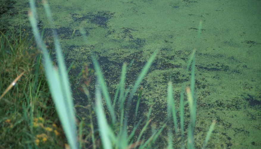 Photo Credit: Hemera Technologies/Photos.com/Getty Images Different color algae are the result of evolutionary change, and have distinct allele frequencies.