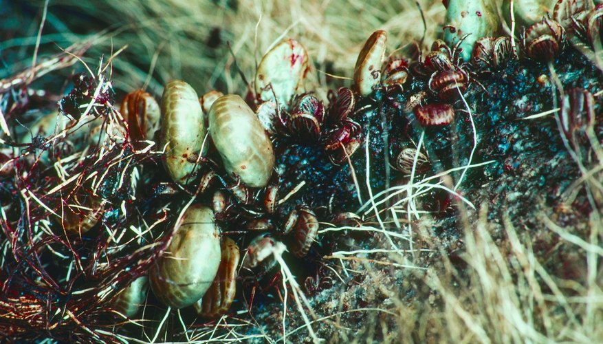 A close-up of ticks living in long grass. A close-up of ticks living in long grass.