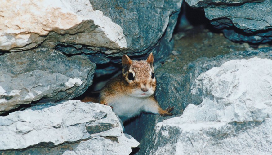Photo Credit: Jupiterimages/Photos.com/Getty Images Some wild baby chipmunks carry diseases.