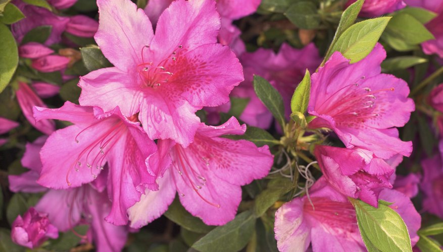 Where To Plant Azaleas Sun Or Shade - Azalea Care Guide: How to plant, grow, and care for azaleas