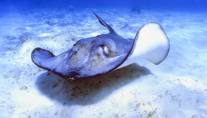Un disfraz de mantarraya puede hacerse con materiales simples.