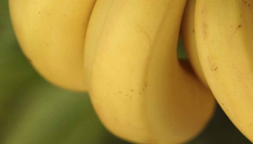 Bananas Bananas