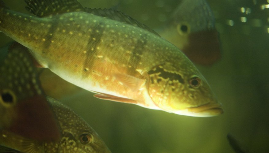 Aquarium fish swimming in fish tank, close-up