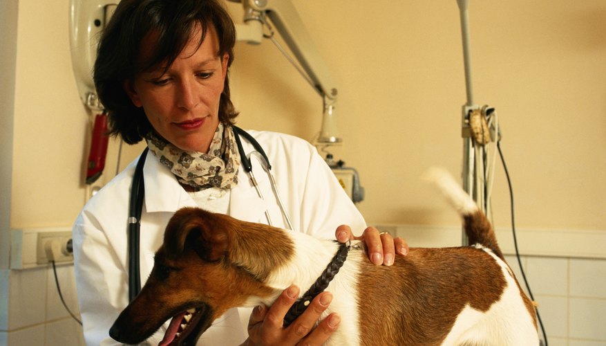 Photo Credit: David De Lossy/Photodisc/Getty Images Potential vets can begin preparing for veterinary school by taking math and science classes in high school.