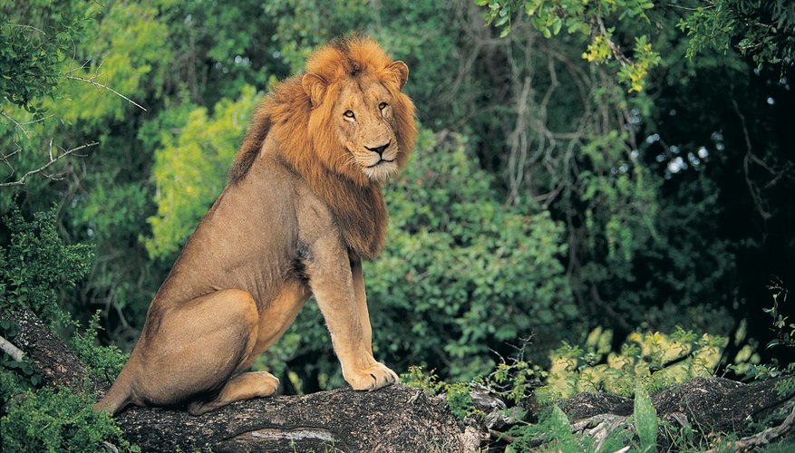 Where Do Lions Shelter in the Wild Where Do Lions Shelter in the Wild