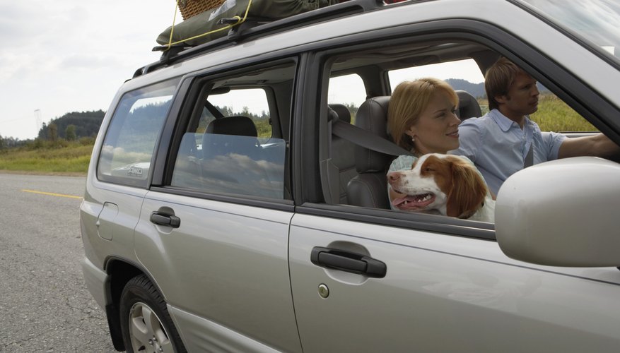 Couple driving sports utility vehicle, spaniel looking out of front passenger window