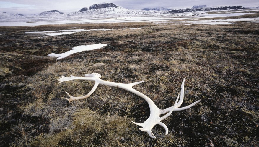 Why Do Deer Lose Their Antlers? | Sciencing