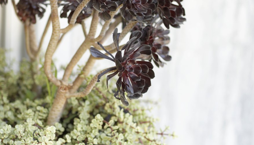 Hay plantas suculentas de diferentes tamaños, colores y formas.