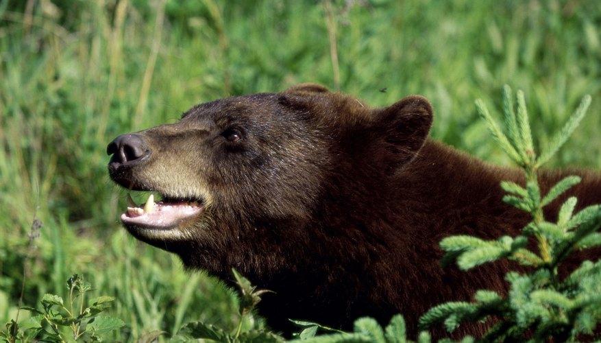 black bear in grass black bear in grass