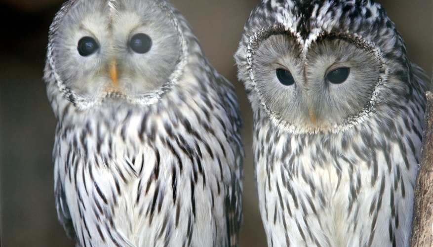 plastic owls plastic owls