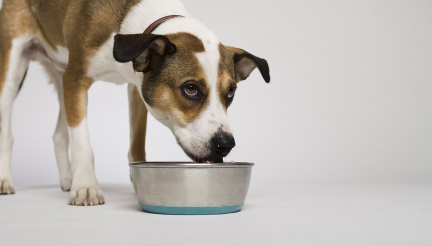 Photo Credit: Jupiterimages/Comstock/Getty Images Make sure the dog has access to water