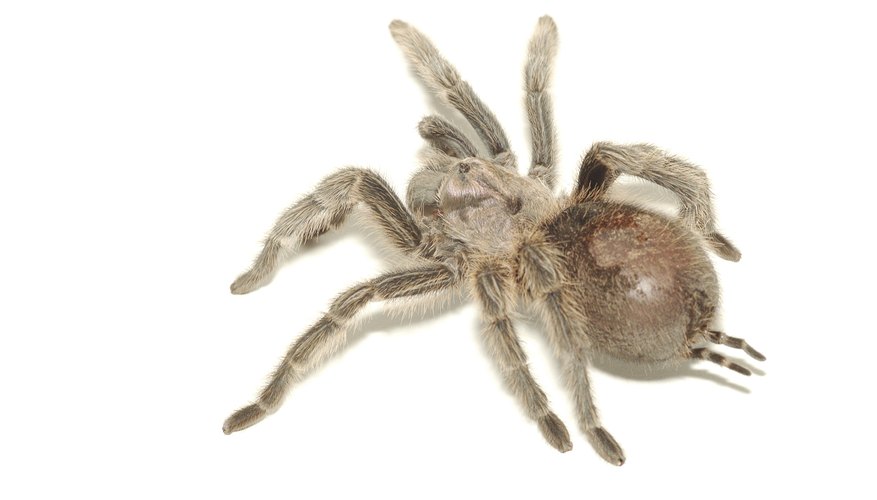 Photo Credit: Hemera Technologies/AbleStock.com/Getty Images Spitting spider.
