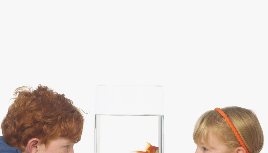 Lessons about how fish breathe may fascinate kids. Lessons about how fish breathe may fascinate kids.