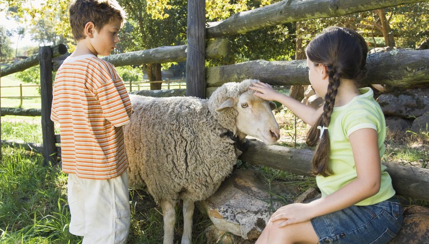 How to Put on a Sheep Halter