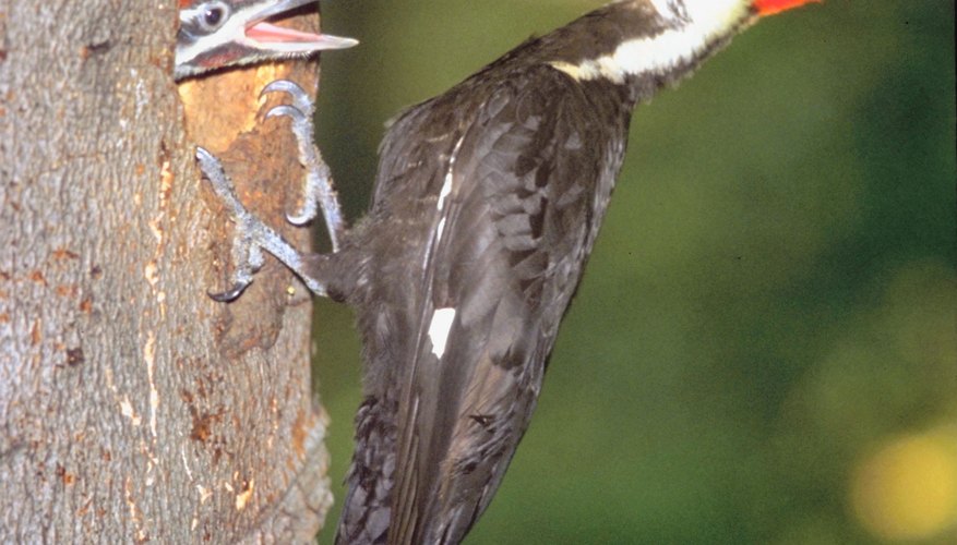 Photo Credit: Jupiterimages/Photos.com/Getty Images Large pileated woodpeckers appreciate a hearty suet snack.