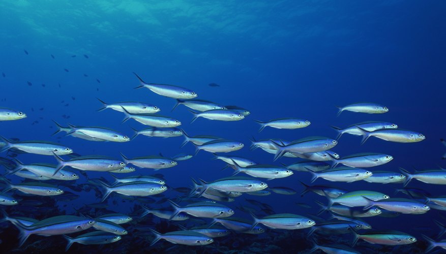 Photo Credit: Comstock/Comstock/Getty Images Ocean life can be portrayed within a shoebox.