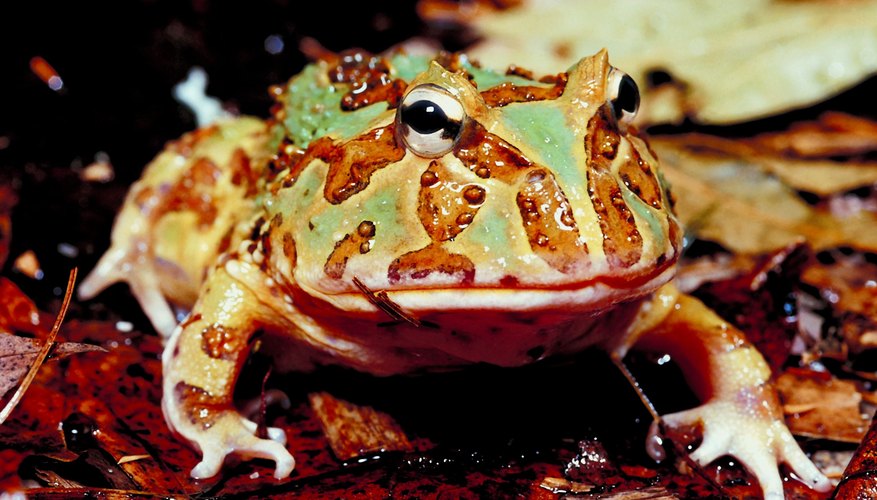 Horned frogs have ridges or bumps on their heads resembling horns. Horned frogs have ridges or bumps on their heads resembling horns.