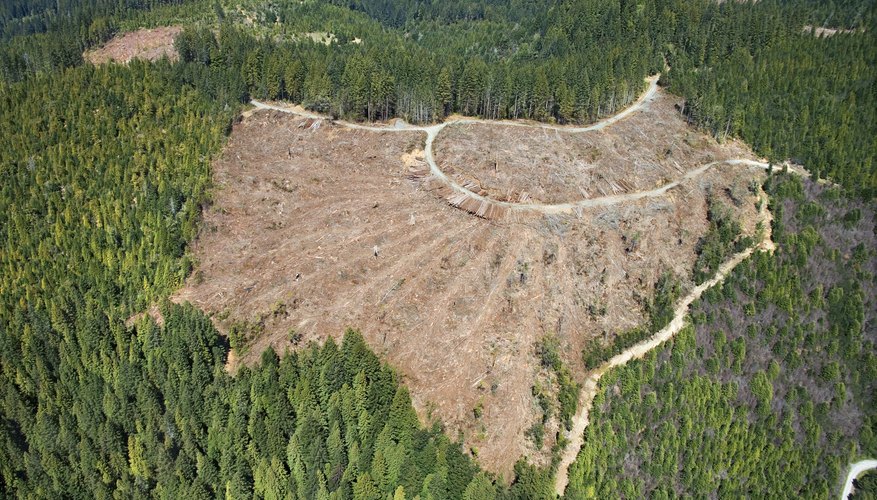 Can Deforestation Cause Soil Erosion