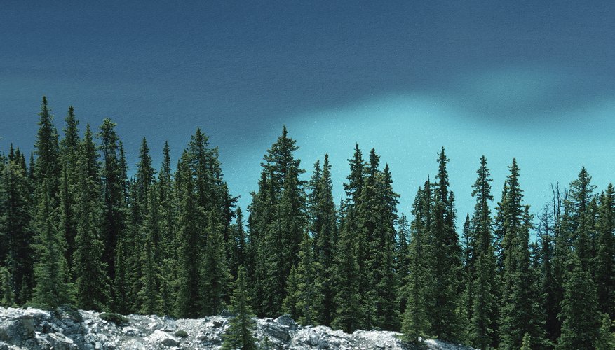 Photo Credit: Hemera Technologies/Photos.com/Getty Images Boreal forests consist mainly of evergreen conifers.