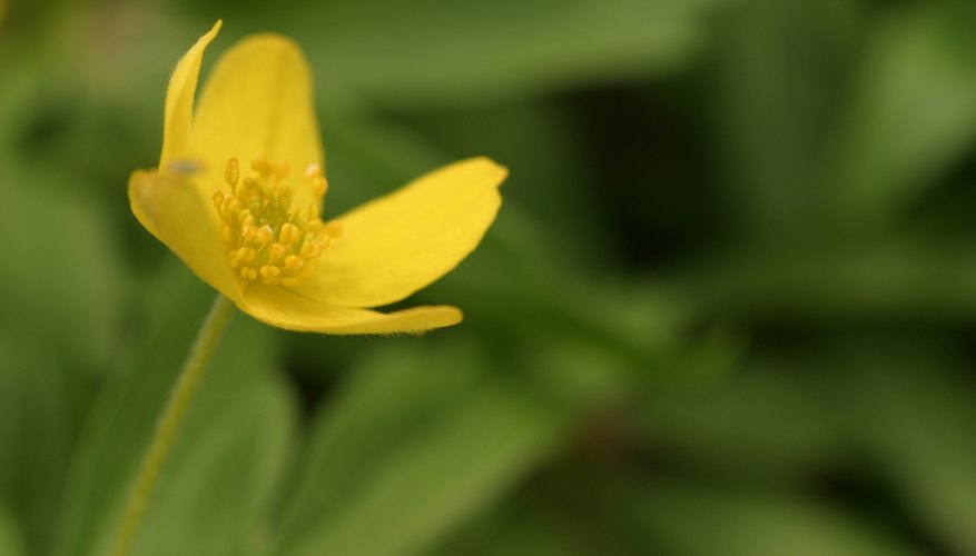 buttercup flowers tulare