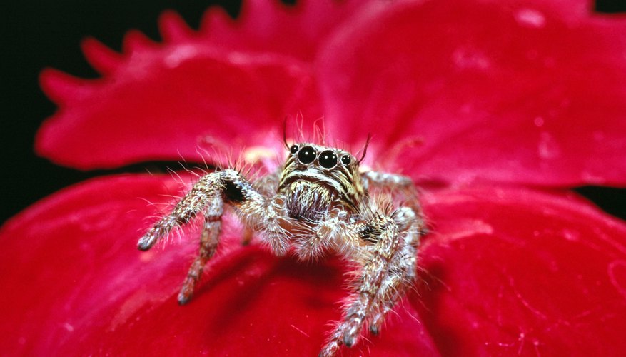 Photo Credit: Jupiterimages/Photos.com/Getty Images A jumping spider is always ready to spring forth.