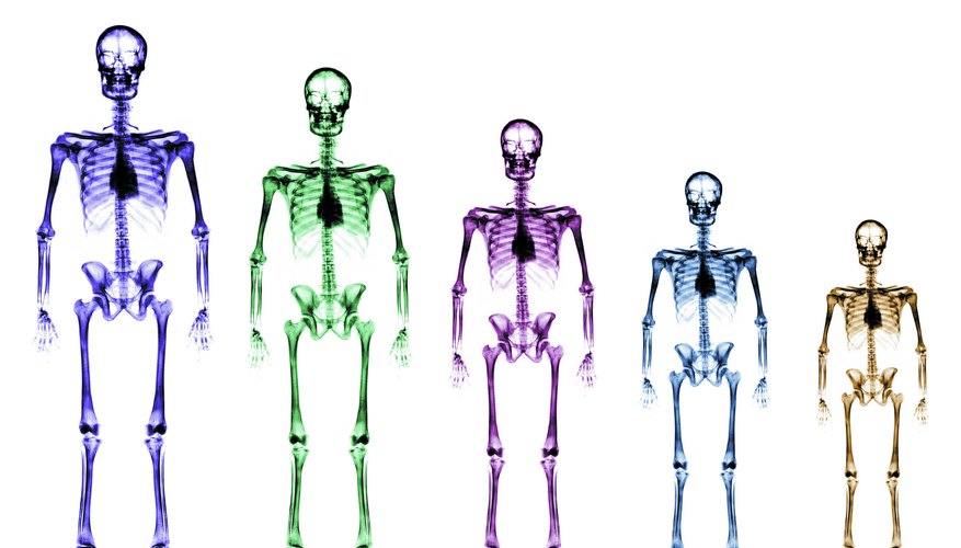 Human Bone Growth Human Bone Growth