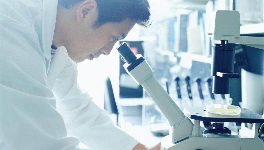 El microscopio de disección permite observar especímenes vivos, como insectos.